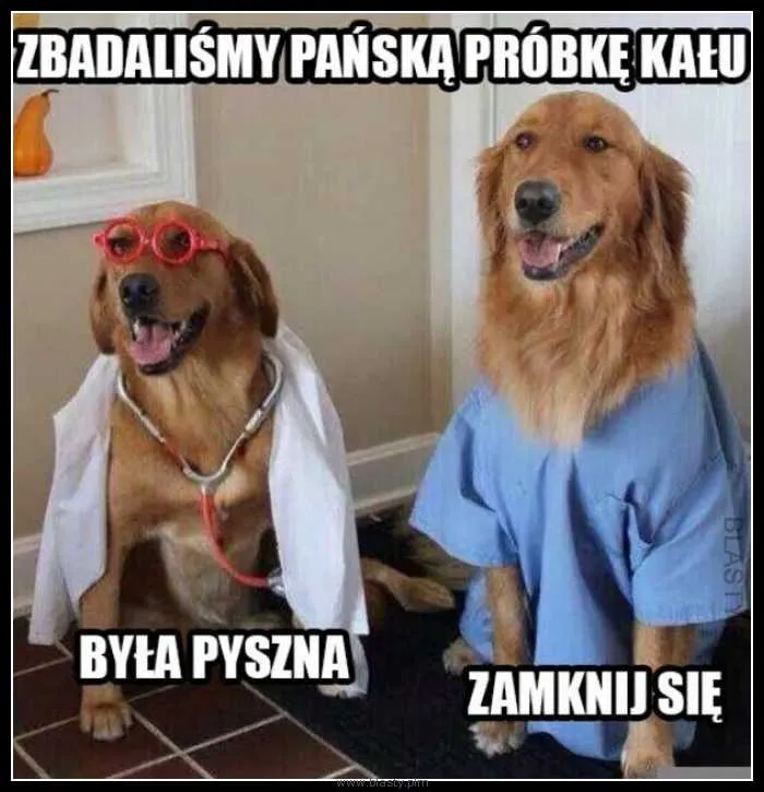 Dwa golden retrievery przebrane za personel medyczny. Jeden ma biały fartuch, okulary i stetoskop, drugi niebieski scrubs. Podpisane: "ZBADALIŚMY PAŃSKĄ PRÓBKĘ KAŁU", "BYŁA PYSZNA", "ZAMKNIJ SIĘ" - humorystyczny mem o psach udających lekarzy.