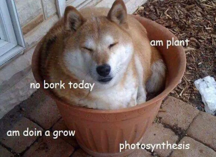 A Shiba Inu sits snugly in a flower pot with its eyes closed. Overlay text humorously describes it as a plant, growing and photosynthesizing, with "no bork today."